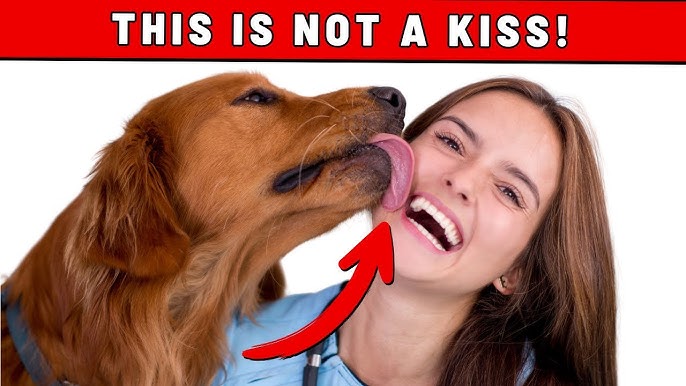 Why Dogs Lick You? 10 Funny Facts Explained