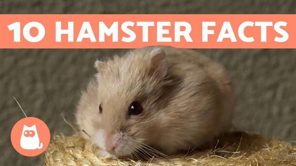 Hamsters Are Tiny But Smart! Learn 7 Cute Facts